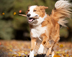 image of a dog from an on location session